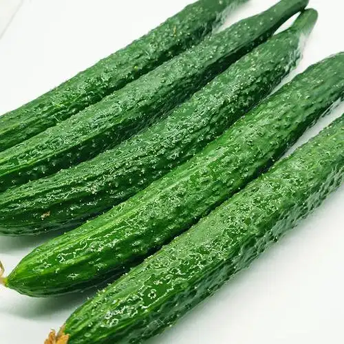 山东现摘新鲜带刺黄瓜5斤|清爽爽口 皮薄多汁 现摘现发【应季蔬果】