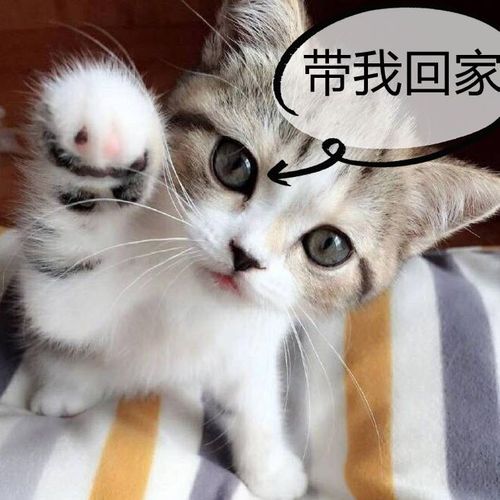 猫咪活物橘猫白黑猫狸花猫土猫活体宠物幼猫家养猫中华田园猫纯种【4