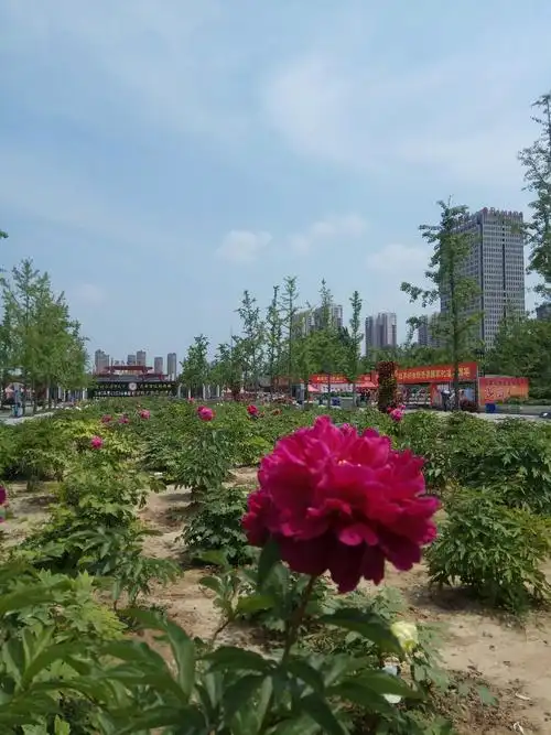 山东省菏泽市牡丹区牡丹街道牡丹北路曹州牡丹园