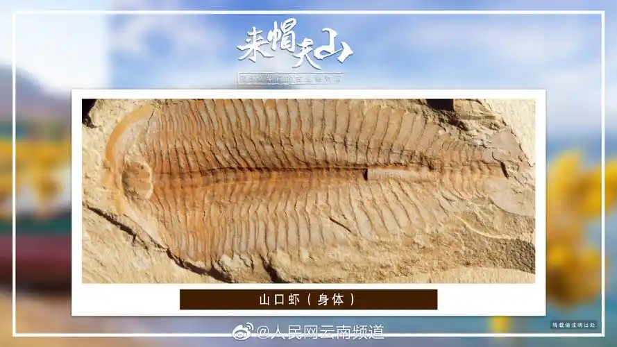 对话帽天山古生物 山口虾