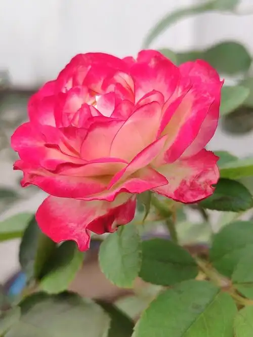 秋天月季摩纳哥公爵