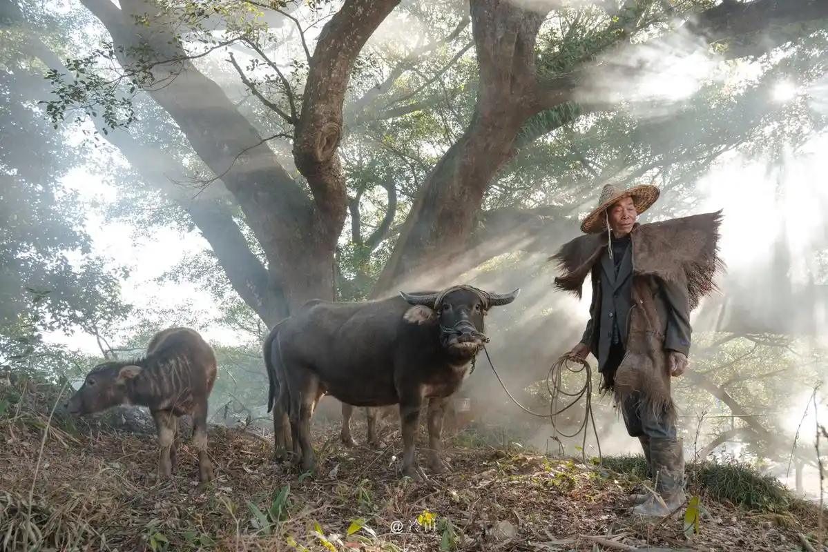 柿子红了,小而美的苍南秘境