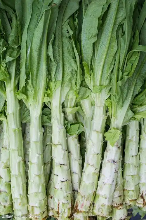 青笋地里施什么化肥好