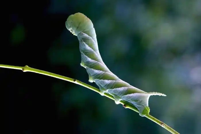 楼主好  这个是丁香天蛾
