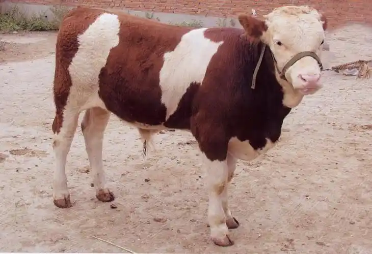 西门塔尔小牛犊厂家/批发/供应商