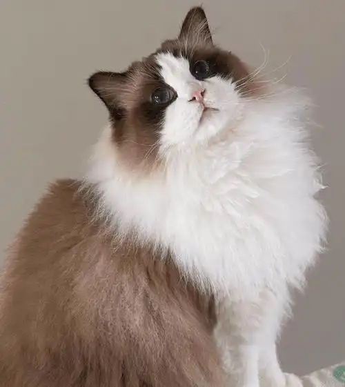 养猫小技巧,布偶猫的优缺点及饲养建议