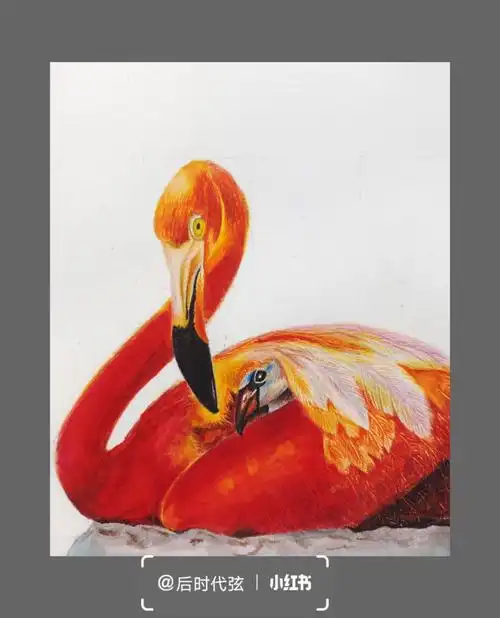 彩铅火烈鸟附线稿和原图