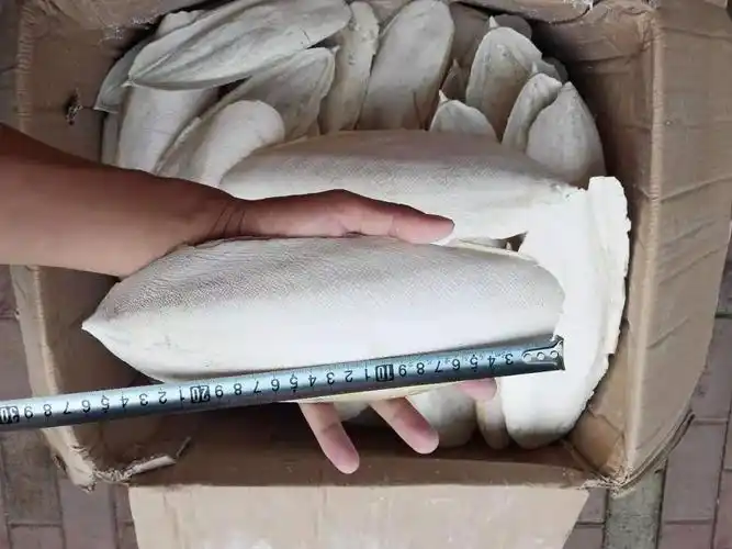 海螵蛸250克 别名 乌贼骨 海螵蛸 墨鱼骨 墨鱼骨更多参数>>包装形式