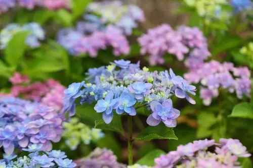 彩虹色的绣球佳澄