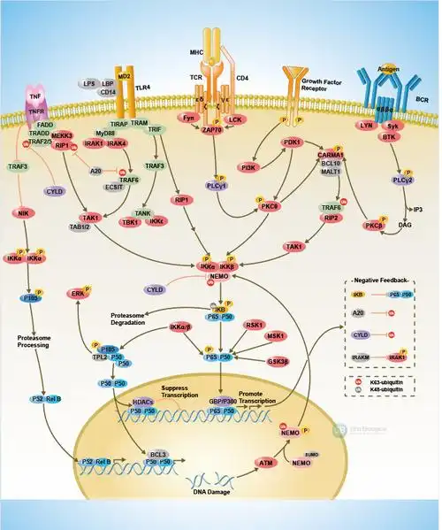 nf-kb (nfkb) pathway