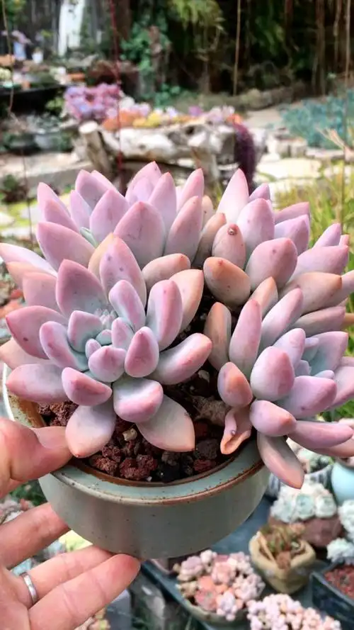 超老桩奥普琳娜 18890