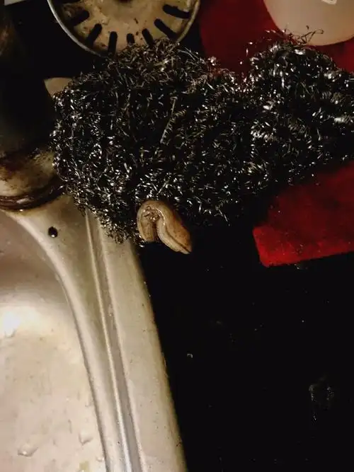 谁知道这是什么虫子,在厨房和卫生间里偶尔会看到,对人有没有什么危害