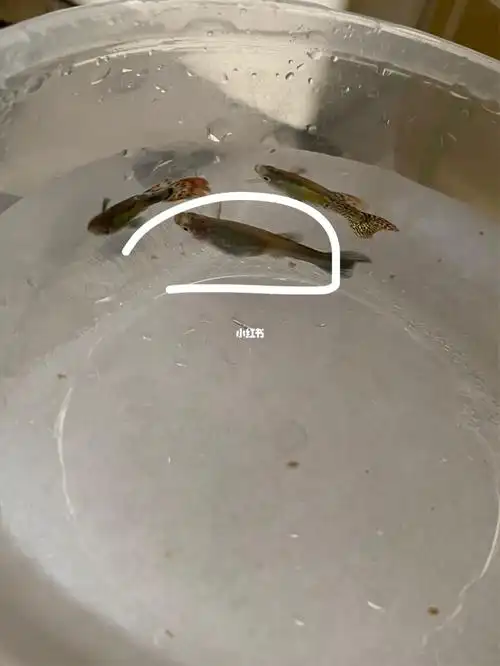 小孔雀鱼真假怀孕