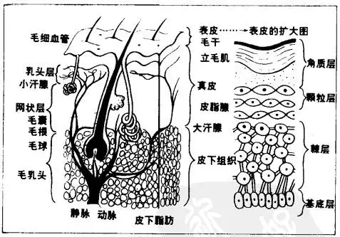 上皮组织有哪些共同结构特征