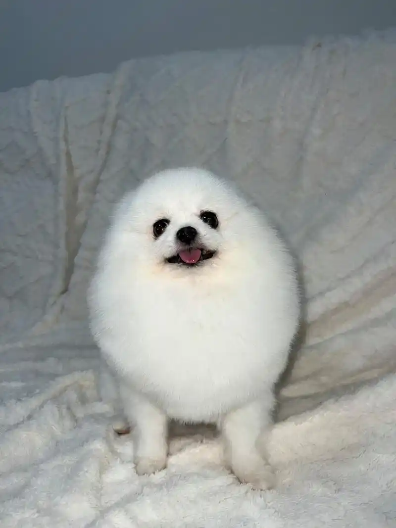 你们的博美都是多少钱买的?