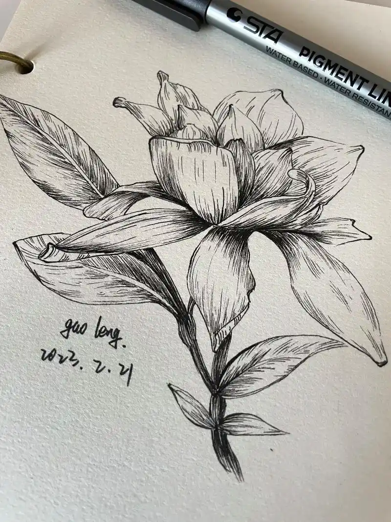 今日临摹花卉——栀子花 #每日一画 #临摹 #线描花卉 - 抖音