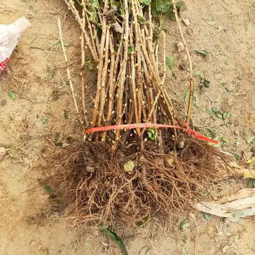 [嘉宝果苗批发]树葡萄苗 嘉宝果 黑加仑价格6元/株 10株起批 - 惠农网