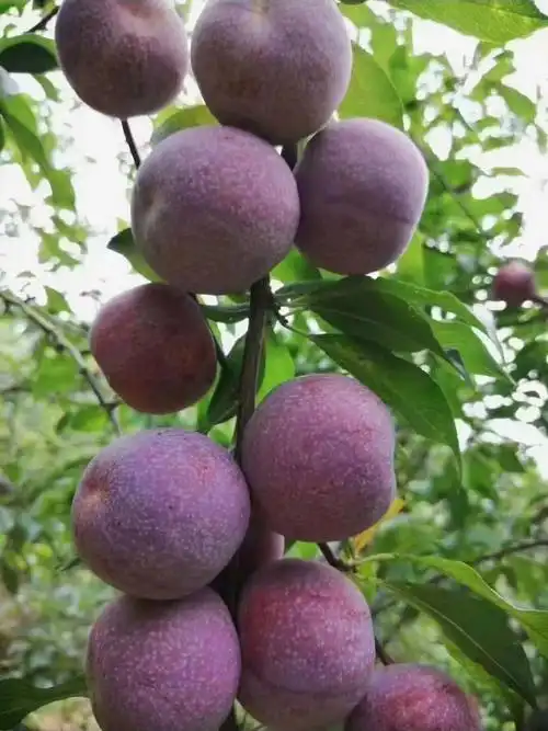 好吃的前排三华李来咯