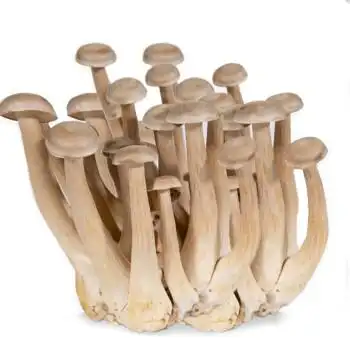 鹿茸菇(非干货) 蘑菇 约500g 烹饪煲汤火锅食材 产地直供 新鲜蔬菜