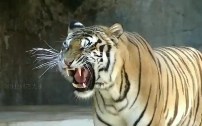 老虎发威怒吼咆哮瞬间,猛兽咬人合集