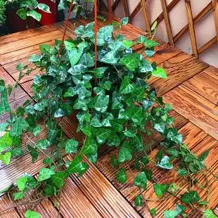 心形常春藤盆栽室内净化空气垂吊绿植吸甲醛吊兰四季 常青花卉植物