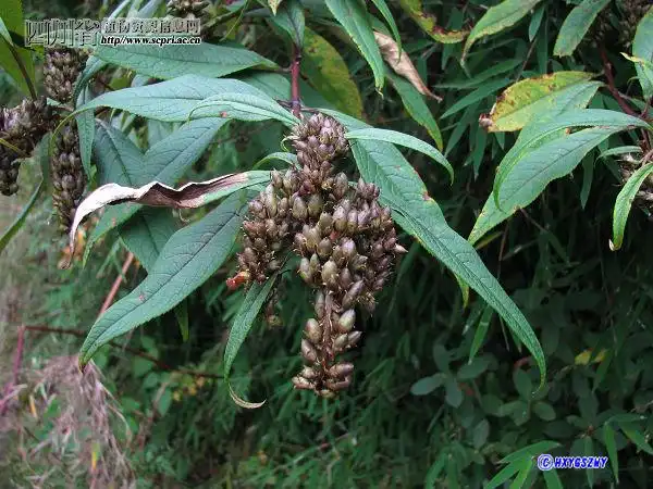 四川植物数据库