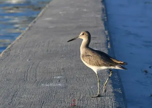 闲游海湾滨城9 - 海边水鸟
