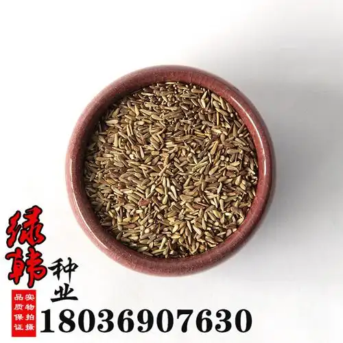 批发观花种子翠菊种子园林景观绿化花卉种子园艺花卉观赏植