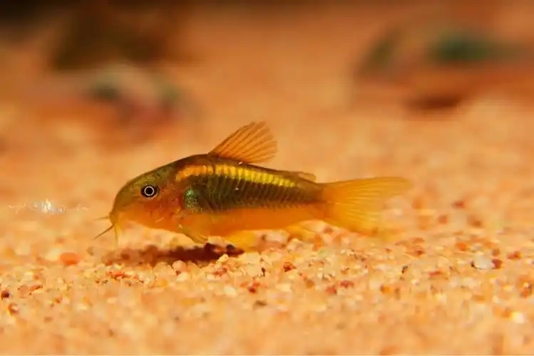 活跃的小金线金 - 异型鼠鱼 - cta南美水族