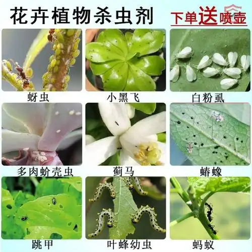 植物花卉杀虫剂土壤灭花盆小飞虫药绿植花草除虫家用室内盆栽喷雾