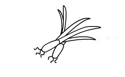 简笔画大葱的画法 简笔画动画教程之大葱的绘画分解步骤