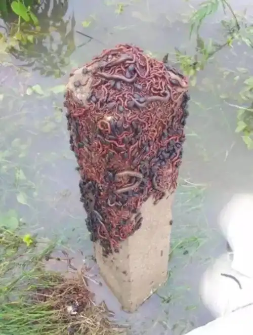 蟑螂一边产卵,一边被蚂蚁吃掉 不知道这是什么,有点像带尾巴的蛆