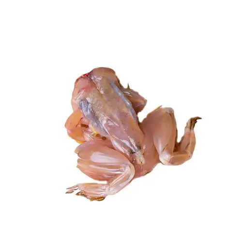 家宴预制拉丝肉熏鸡腿田鸡腿食用现杀养殖鲜活其它