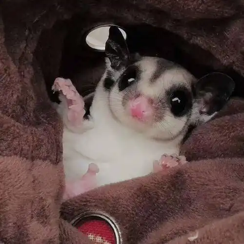 蜜袋鼯,公母都有,放口袋里的小宝贝[愉快]