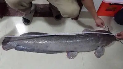 埃及塘鲺活体淡水水费鱼