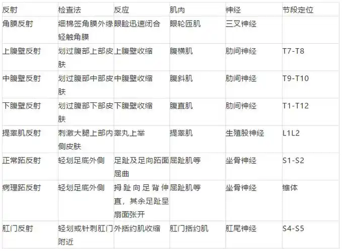 浅反射反射的检查神经与肌肉的关系肌力的测定