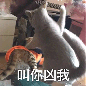 萌宠喵星人叫你凶我打你呆萌可爱gif动图_动态图_表情包下载_soogif