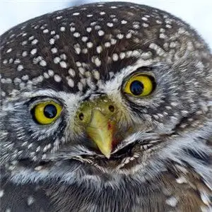 可爱猫头鹰头像