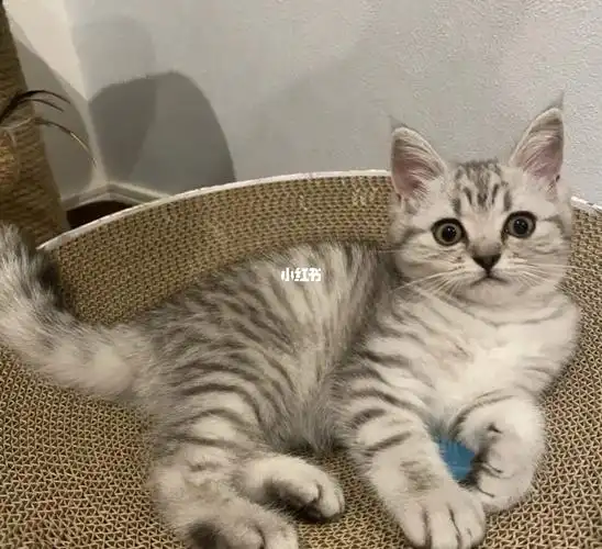 美短 鱼骨纹 蝴蝶纹 虎斑