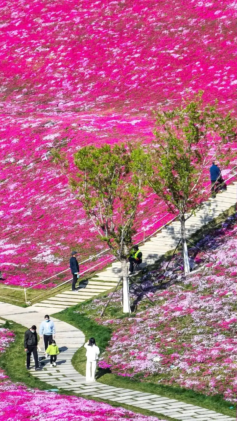 春去夏至,打卡济南福禄考花海!#看山河 看济南福禄考花海盛开 - 抖音
