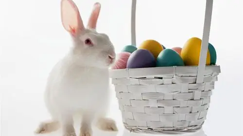 精选超级可爱的小白兔电脑桌面壁纸3_动物壁纸_壁纸下载_美桌网