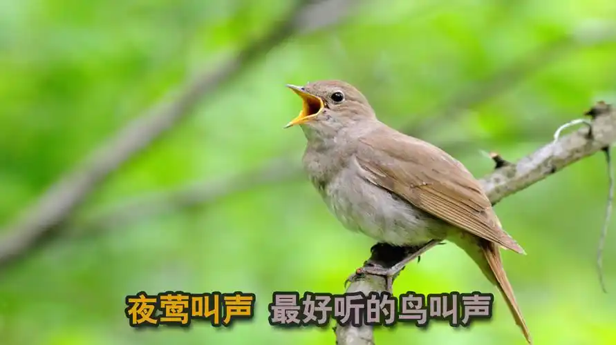 鸟叫声:夜莺叫声!10大最好听的鸟叫声位居榜首-动物视频-搜狐视频