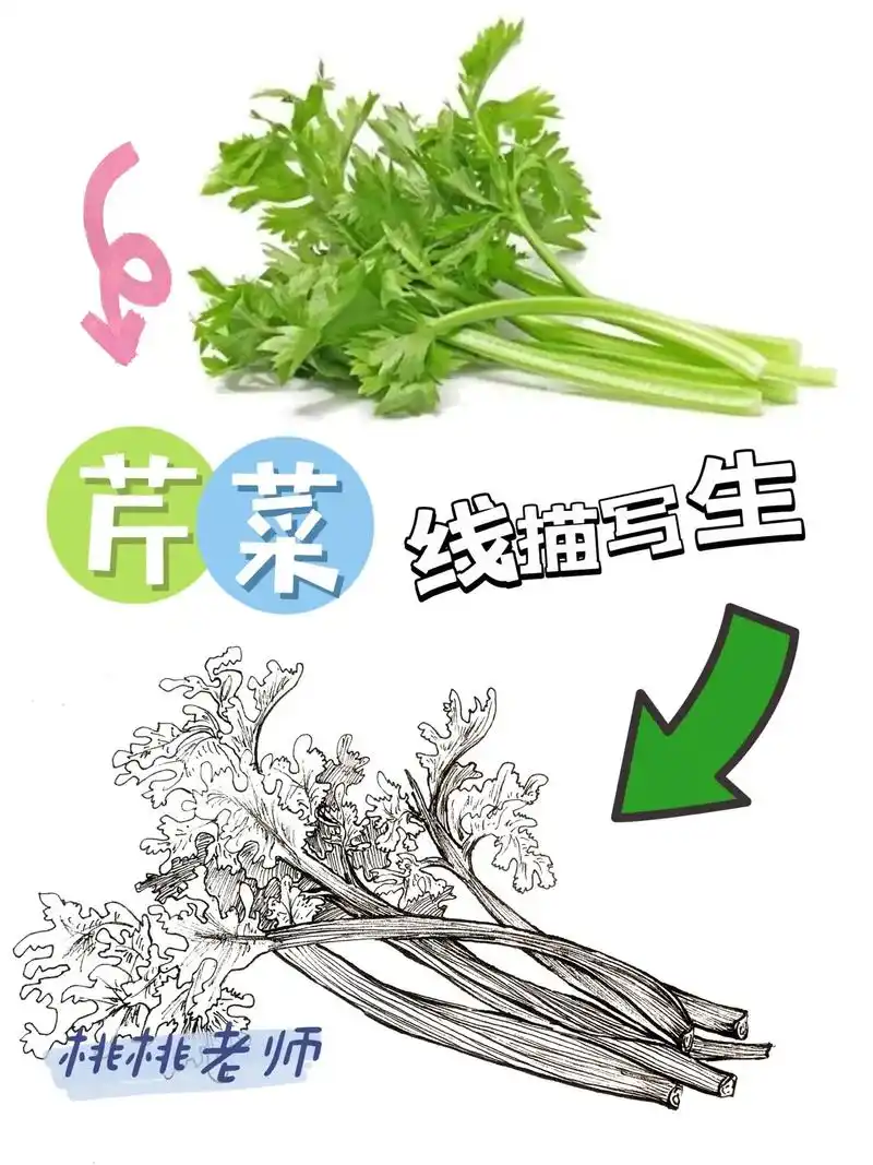 芹菜线描写生#线描 #少儿美术 #绘画教 - 抖音