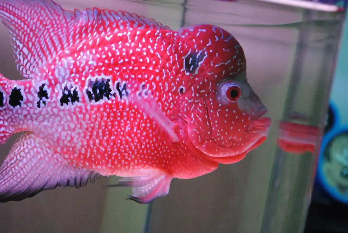 这条罗汉鱼是什么系什么品种?