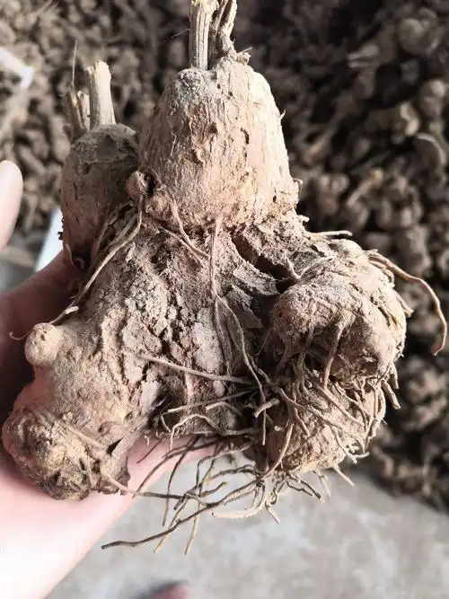 白术苗 白术芽子