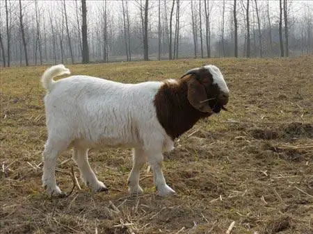 波尔山羊四月龄种公羊