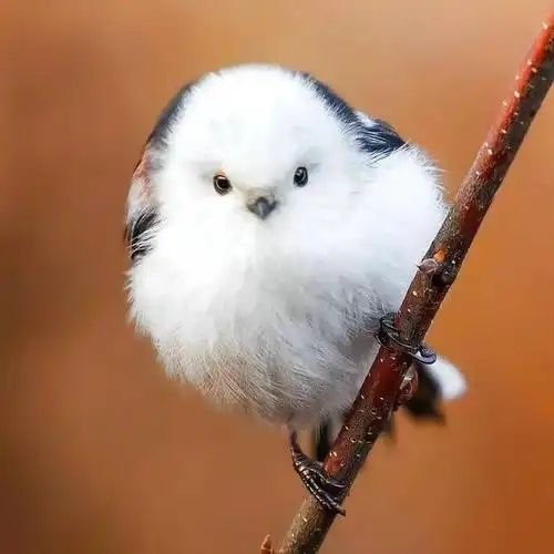 肥啾(肥啾是什么鸟,雪球般的肥啾,银喉长尾山雀(啾啾鸟长什么样)