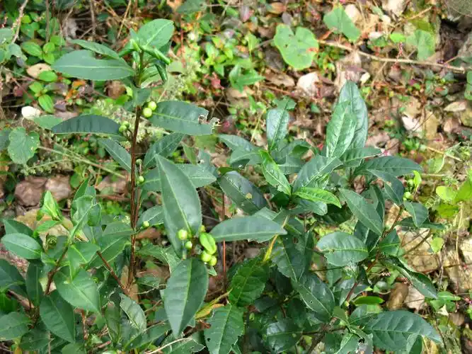 p data-id="tbbzorcar6zb">野茶树,是山茶科山茶属的大乔木;嫩枝有微