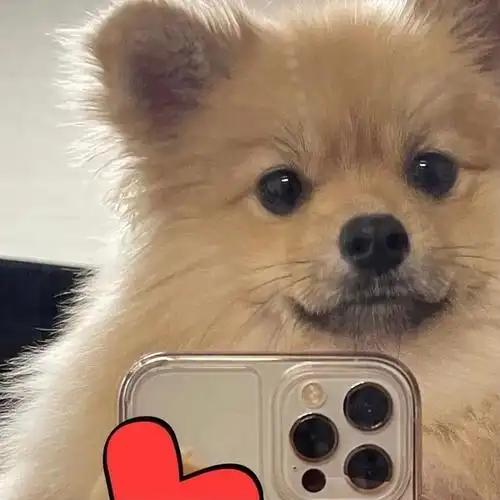 有没有狗狗对镜自拍的头像