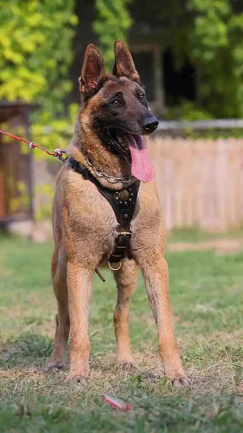 清爽干练的马犬来自比利时大帅哥(山猫.帕克尔)